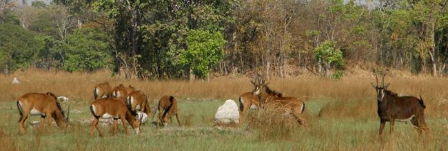 Kasanga National Park